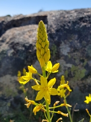 Bulbine glauca