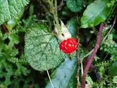 Rubus pectinellus