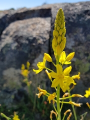 Bulbine glauca