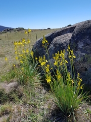 Bulbine glauca