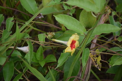 Mandevilla