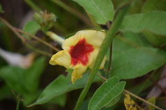Mandevilla