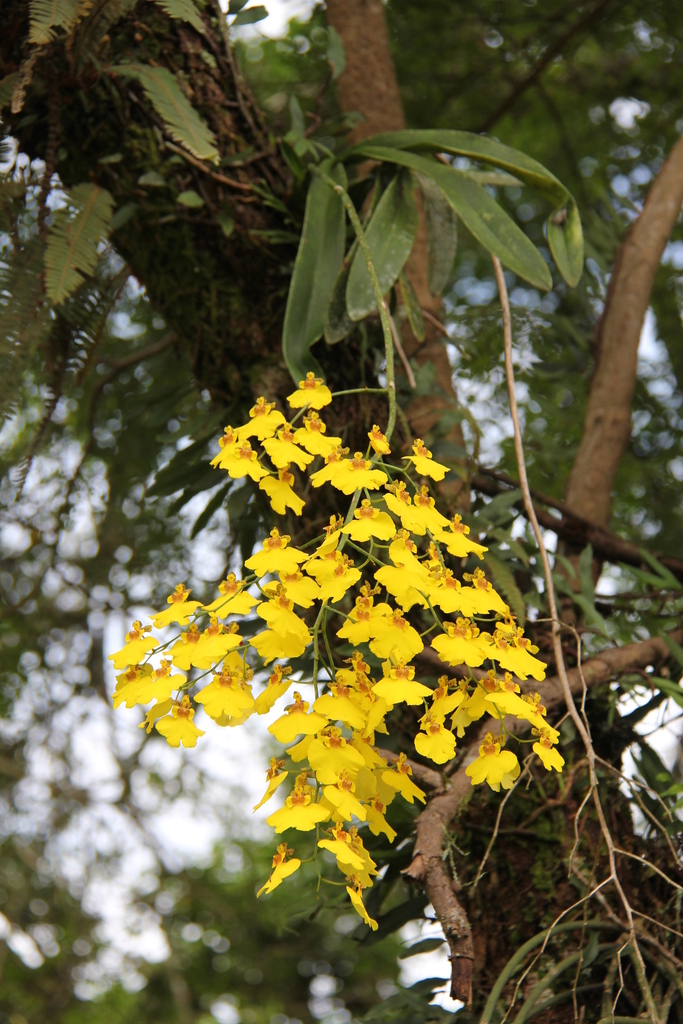 Gomesa varicosa