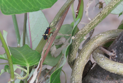 Dysdercus albofasciatus