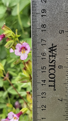 Image of Erythranthe acutidens by (c) Chris Winchell, some rights reserved (CC BY)