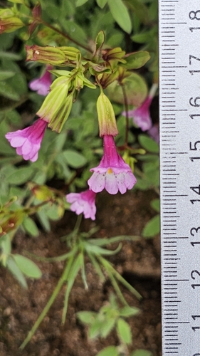 Image of Erythranthe acutidens by (c) Chris Winchell, some rights reserved (CC BY)
