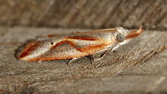 Arotrophora arcuatalis