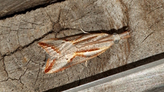 Arotrophora arcuatalis