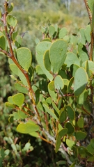 Acacia alpina