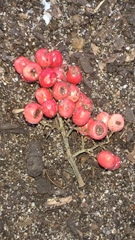 Magnoliopsida