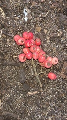Magnoliopsida