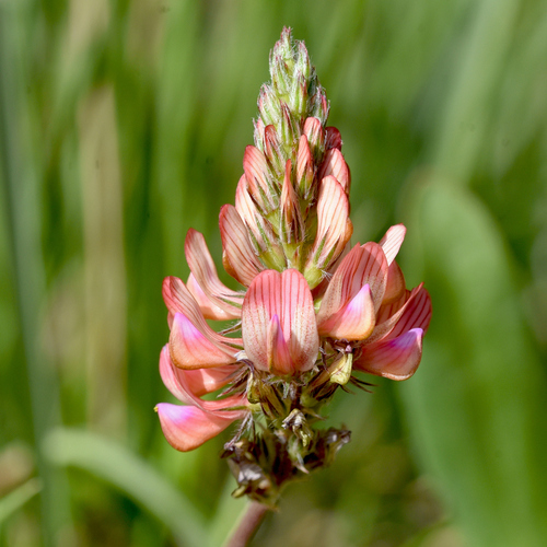 Onobrychis