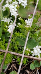 Asperula conferta