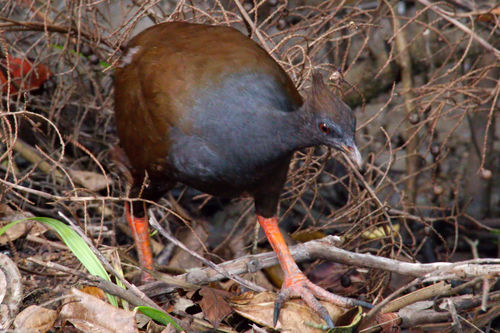 Megapodius reinwardt