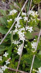Asperula conferta