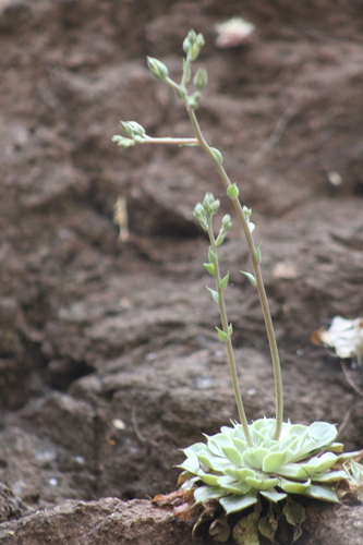 Graptopetalum sinaloensis