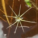 Crafty Fishing Spider - Photo (c) FoodForestNZ, some rights reserved (CC BY-NC), uploaded by FoodForestNZ