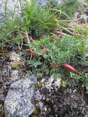 Oxytropis huddelsonii