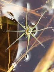 Dolomedes facetus