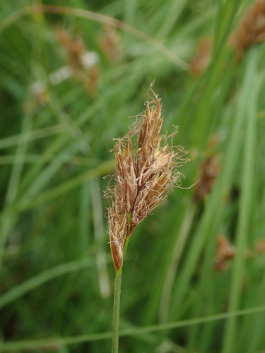 ostrica včasná (Carex praecox)