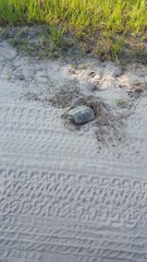 Malaclemys terrapin centrata