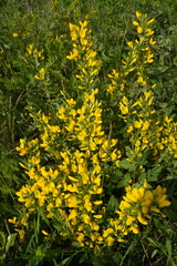 Cytisus procumbens