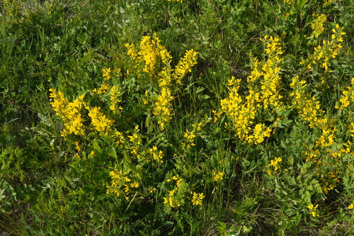 Cytisus procumbens, photograph 6
