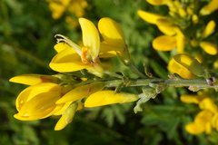 Cytisus procumbens, photograph Patrick Hacker, CC BY, iNaturalist via GBIF