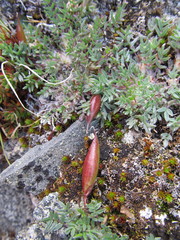 Oxytropis huddelsonii