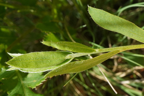 Cytisus procumbens, photograph 3