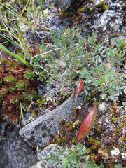 Oxytropis huddelsonii