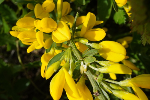 Cytisus procumbens, photograph 2