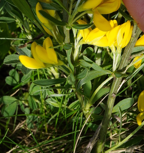 Cytisus procumbens, photograph 4