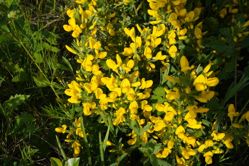 Cytisus procumbens, photograph 5