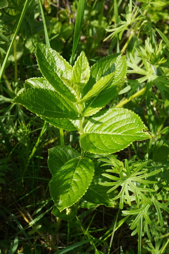 Image of Mercurialis ovata by (c) Patrick Hacker, some rights reserved (CC BY)
