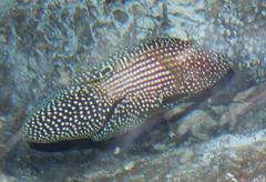 Calloplesiops altivelis