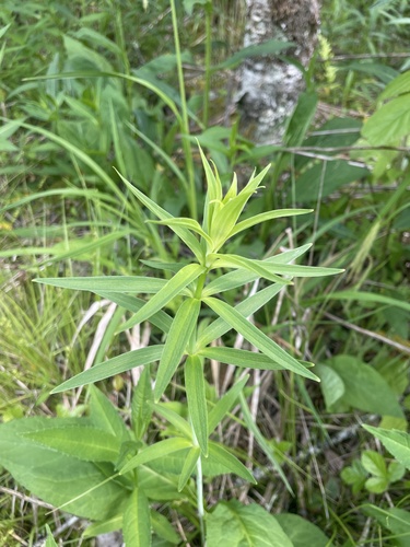 Lilium grayi
