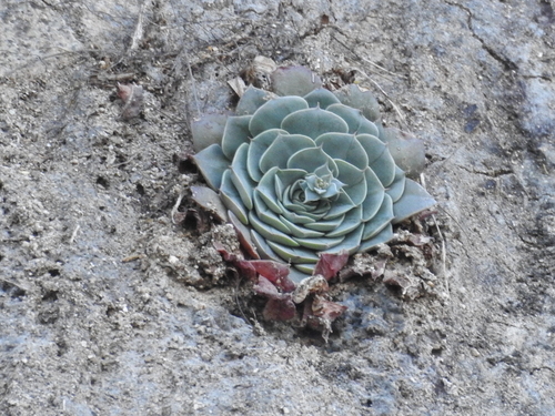 Graptopetalum sinaloensis