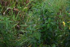 Solanum stramoniifolium