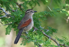 Tchagra australis