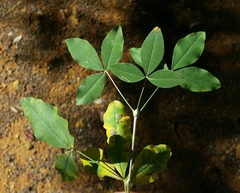 Laburnum anagyroides