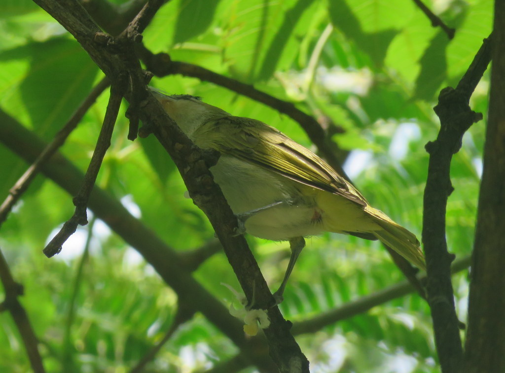 Red-eyed Vireo (migratory Chivi)