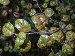 Alseuosmia banksii banksii