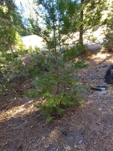 iNaturalist observation photo of California incense-cedar
