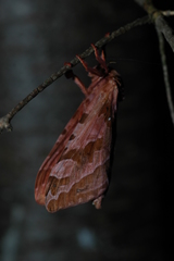 Sthenopis purpurascens