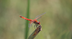 Erythrodiplax corallina