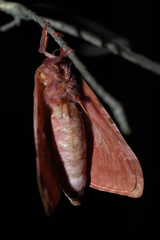 Sthenopis purpurascens