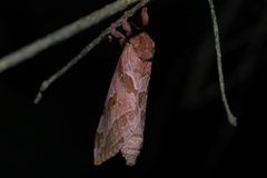 Sthenopis purpurascens