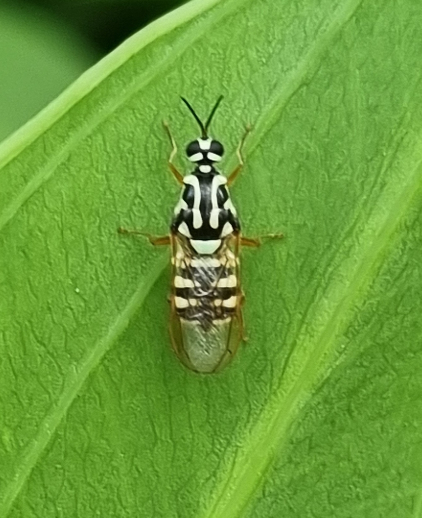 Neanalcocerus hortulanus