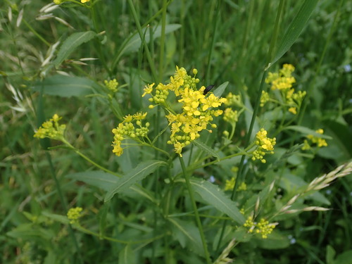 roripa rakúska (Rorippa austriaca)